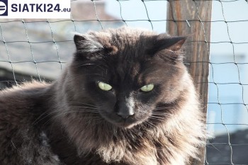 Siatki Sanok - Zabezpieczenie balkonu siatką - Kocia siatka - bezpieczny kot dla terenów Sanoka